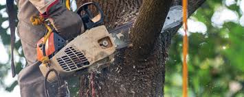 How Our Tree Care Process Works  in  Carroll Valley, PA