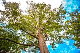 Best Tree Trimming and Pruning  in Carroll Valley, PA