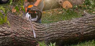 Best Emergency Tree Removal  in Carroll Valley, PA