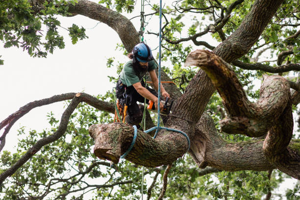 Best Tree Cabling and Bracing  in Carroll Valley, PA