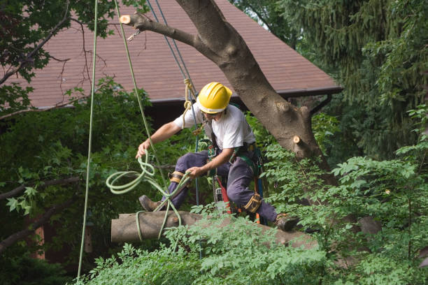 Best Commercial Tree Services  in Carroll Valley, PA