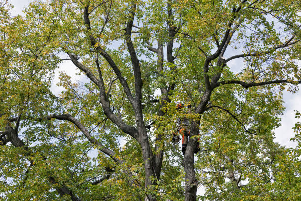 Best Tree Risk Assessment  in Carroll Valley, PA